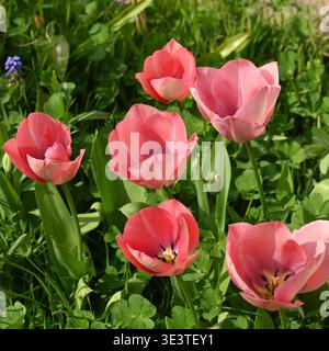 Fleurs de printemps roses nouvellement ouvertes de tulipe, tulipa Darwin Hybrid Mystick Van Eijk poussant dans l'herbe dans le jardin britannique mars Banque D'Images