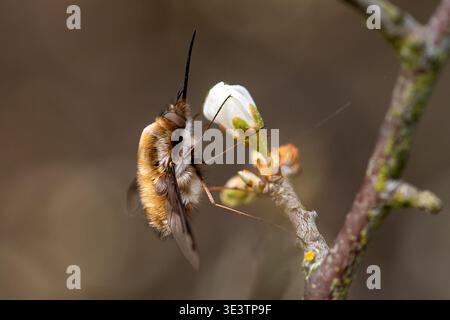 Beffin à bords foncés, Bombylius major, reposant sur les fleurs printanières de l'arbre fruitier de la sloe de l'épine noire, Prunus spinosa Banque D'Images