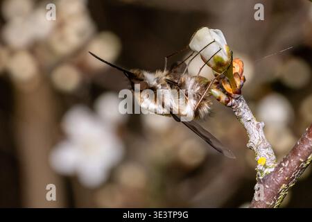 Beffin à bords foncés, Bombylius major, reposant sur les fleurs printanières de l'arbre fruitier de la sloe de l'épine noire, Prunus spinosa Banque D'Images