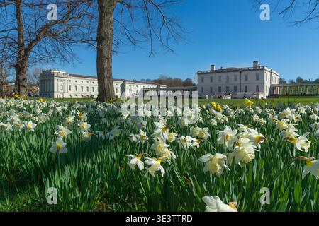 La maison de la Reine à Greenwich encadrée de jonquilles printanières blanches, Londres, Angleterre, printemps, mars. Banque D'Images