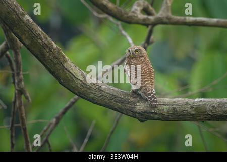 Chouette barrée asiatique perchée sur une branche d'arbre dans l'habitat forestier du parc national de Manas, Assam, Inde. Banque D'Images