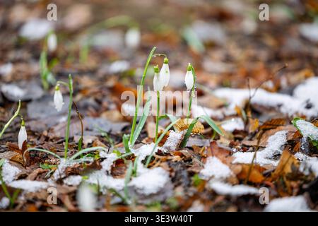 De délicates fleurs de gouttes de neige fleurissent à travers la fonte de la neige sur un sol forestier couvert de feuilles, capturant le renouveau printanier précoce, la beauté fragile et le contraste b Banque D'Images