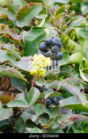Gros plan d'arbustes mahonia montrant des fleurs jaunes et des baies bleu foncé entourées de feuilles épaisses. L'image met en évidence la croissance saisonnière et botanique Banque D'Images