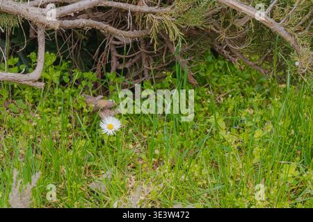 Une Marguerite blanche solitaire poussant parmi l'herbe verte sous les branches de brousse. La scène met en valeur la simplicité et le contraste dans un environnement naturel de printemps extérieur Banque D'Images