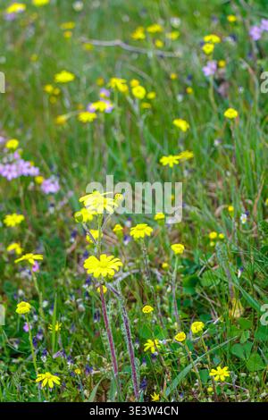 Gros plan de petites fleurs sauvages jaunes poussant dans une prairie herbeuse, capturées avec une mise au point sélective, représentant l'habitat naturel, la floraison saisonnière et l'extérieur Banque D'Images