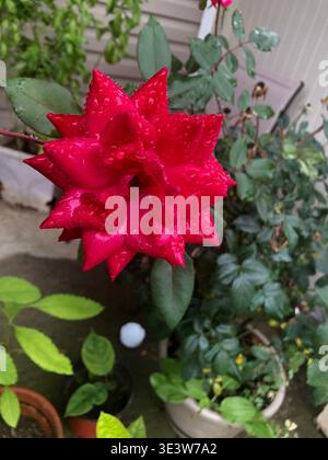 Rose après pluie Banque D'Images