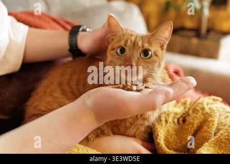 Gros plan d'un chat au gingembre mangeant de la nourriture sèche pour animaux de compagnie de la main du propriétaire à l'intérieur. Idéal pour la publicité d'aliments pour animaux et la promotion de produits de soins pour animaux. Banque D'Images