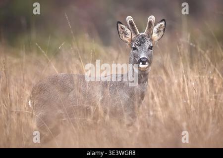 Un chevreuil se dresse gracieusement au milieu des hautes herbes dans son habitat naturel. Capturé dans les paysages sauvages de l'Espagne, le cerf respire l'essence sereine Banque D'Images