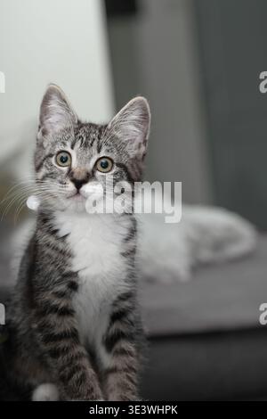 Un chaton ludique aux yeux verts frappants est assis attentivement dans une pièce confortable, entouré de tissus d'ameublement. Banque D'Images