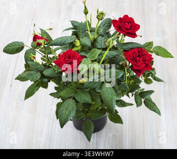 Arbuste vert avec des pétales de rose rouge frais dans un bol de fleur sur une table grise Banque D'Images