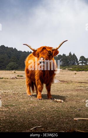 Le majestueux bétail des Highlands avec un manteau épais et rouge et de longues cornes est photographié dans le cadre magnifique du paysage écossais, incarnant le tapis Banque D'Images