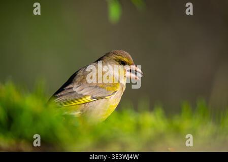 Un greenfinch vif perche sur une herbe verte vibrante sur un fond flou. Ses plumes détaillées et son regard vif soulignent la beauté de la nature et Banque D'Images