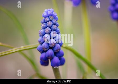 Gros plan de la vibrante jacinthe de raisin, Muscari armeniacum, fleurs fleurissant dans un jardin à Keene, New Hampshire, États-Unis, mettant en valeur de riches teintes violettes et Uni Banque D'Images