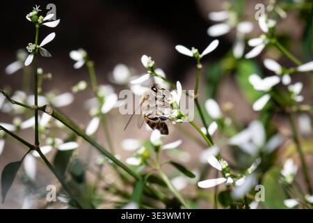 Plan macro d'une abeille collectant du nectar parmi de petites fleurs sauvages blanches dans un environnement de jardin naturel. Arrière-plan flou. Banque D'Images