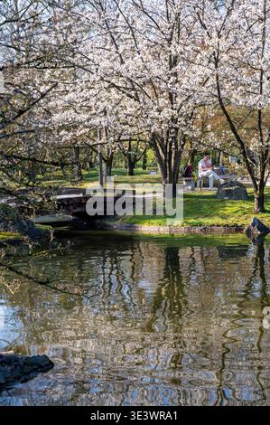 Les visiteurs sous les cerisiers du jardin japonais jaillissent dans l'étang, sentier de randonnée et bancs visibles, pétales mous dérivent, détendus Banque D'Images