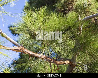 Voyage en Crimée branche du PIN de Crimée (Pinus Nigra Pallasiana) sur la rive du détroit de Lénine sur la côte de la mer Noire dans la ville d'Alusht Banque D'Images