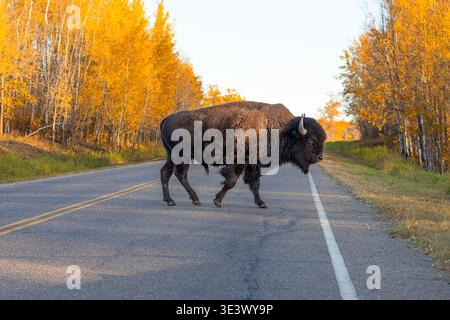 Bison des plaines traversant la route dans le parc national Elk Island, en Alberta, en automne Banque D'Images