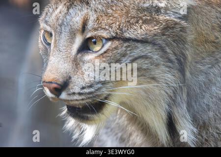 Gros plan du visage canadien de Lynx de l'Alberta Canada Banque D'Images