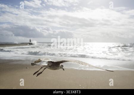 Une mouette par vent et tempête au bord de la plage sur la côte dans le centre-ville de Porto à Porugal en Europe. Portugal, Porto, avril 2019 Banque D'Images