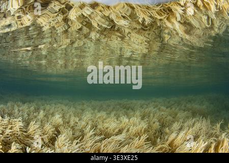 Les coraux mous prospèrent dans les eaux extrêmement peu profondes du canal Bligh aux Fidji. Cette région tropicale mélanésienne abrite une biodiversité marine extraordinaire. Banque D'Images