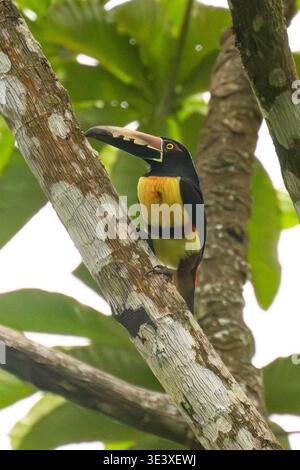 Aracari à collier (Pteroglossus torquatus) perché dans la forêt, province de Cartago, Costa Rica Banque D'Images