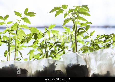 Semis de plants de tomates dans des récipients en plastique dans la serre Banque D'Images