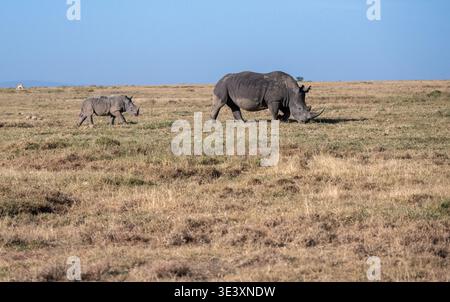Rhinocéros blanc (Ceratotherium simum), mère et veau Banque D'Images