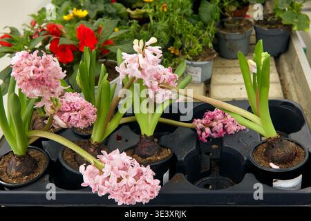 Les fleurs de jacinthe rose dans des pots noirs sont affichées sur une étagère en bois, avec une variété de plantes colorées visibles dans le fond de la serre Banque D'Images