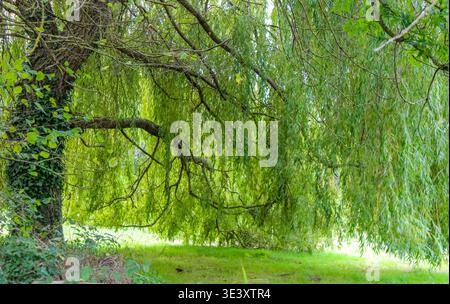 Un majestueux saule pleureur avec des branches vertes en cascade sur un champ verdoyant et verdoyant, son tronc épais texturé partiellement recouvert de lierre grimpant. Banque D'Images