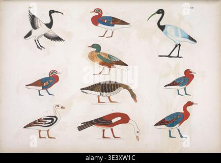 Études d’oiseaux égyptiens antiques représentant diverses espèces de sauvagine et d’échassiers identifiées par des noms hiéroglyphiques, illustrées dans une plaque détaillée de I monumenti dell’Egitto e della Nubia d’Ippolito Rosellini, basée sur des dessins et gravures d’expédition. Banque D'Images