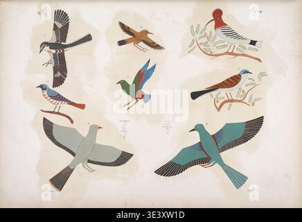 Des études d’oiseaux égyptiens antiques montrant diverses espèces identifiées par des noms hiéroglyphiques, représentées dans une plaque détaillée de I monumenti dell’Egitto e della Nubia par Ippolito Rosellini, avec des oiseaux colorés en vol et des positions perchées basées sur des dessins d’expédition. Banque D'Images