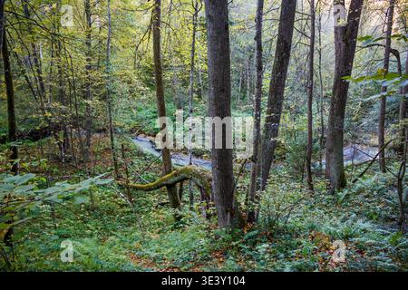 Un ruisseau boisé dynamique serpente à travers une forêt d'automne dense et verte. La lumière du soleil filtre à travers les grands arbres, éclairant le sous-bois tranquille Banque D'Images