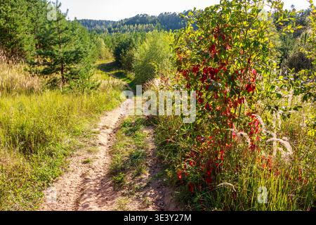 Une piste de terre sinueuse baignée de soleil serpente à travers un feuillage luxuriant, un Bush éclatant avec des feuilles rouges et vertes sur le côté, évoquant le début de l'automne Banque D'Images
