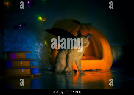 Chat birman au champagne domestique mignon habillé d'ailes de chauve-souris noires assis sur un sol clair à côté d'une maison pour animaux de compagnie orange en forme de citrouille. Banque D'Images