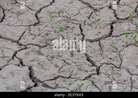 Le sol fissuré sec fait preuve de résilience lorsque de petites pousses vertes commencent à croître, indiquant un rétablissement potentiel dans un champ agricole souffrant de sécheresse Banque D'Images