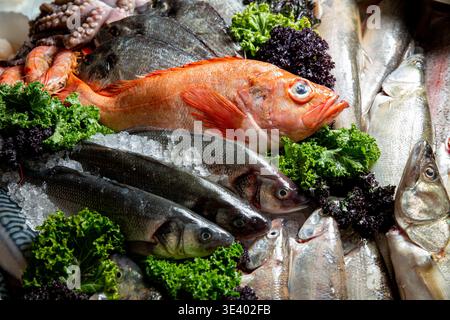 Sélection de fruits de mer frais sur glace avec sébaste, poulpe et dorade. Assortiment de marché aux poissons haut de gamme pour une cuisine gastronomique et un régime méditerranéen. Banque D'Images