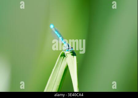 Une damoiselle dans son habitat naturel. Une libellule dans la nature. Un gros plan d'insecte. Banque D'Images