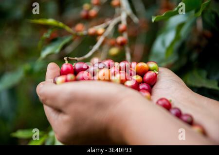 Farmer concept récolte à la main graines de café mûres robusta arabica Berry Fermer fraichement de haricots verts cueillette orange culture baies rouges jaunes plante crue tre Banque D'Images