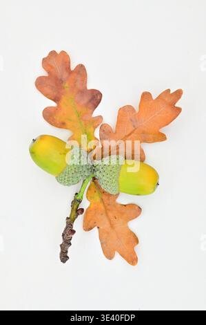 Branche de chêne anglais automnal archétypal avec trois feuilles brunes dorées et deux glands en maturation Banque D'Images