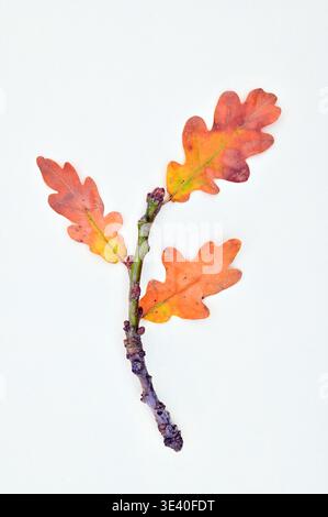 Branche de chêne anglais automnal archétypal avec trois feuilles brunes dorées et deux glands en maturation Banque D'Images