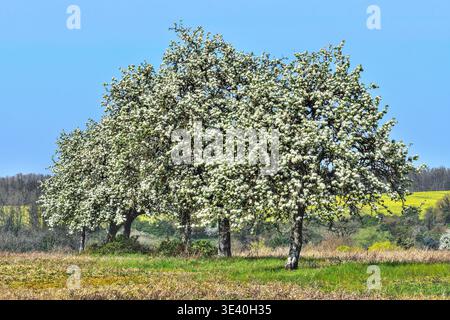 Vieux prunes (Pyrus) arbres fruitiers sur des terres agricoles (anciennes bordures de champs) en pleine floraison - Bossay-sur-Claise, Indre-et-Loire (37), France. Banque D'Images