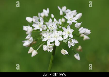 Fleurs blanches d'Allium neapolitanum Cirillo (ail napolitain) au printemps Banque D'Images