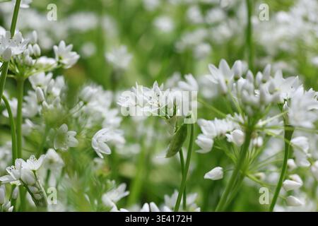 Fleurs blanches d'Allium neapolitanum Cirillo (ail napolitain) au printemps Banque D'Images