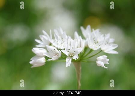 Fleurs blanches d'Allium neapolitanum Cirillo (ail napolitain) au printemps Banque D'Images
