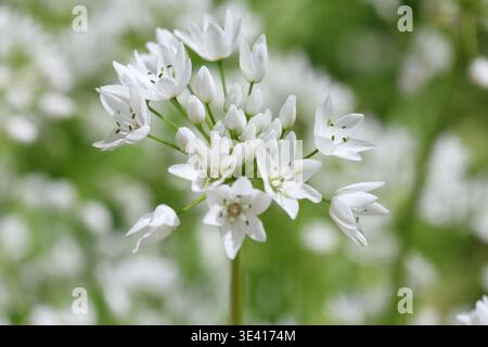Fleurs blanches d'Allium neapolitanum Cirillo (ail napolitain) au printemps Banque D'Images