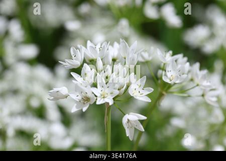 Fleurs blanches d'Allium neapolitanum Cirillo (ail napolitain) au printemps Banque D'Images