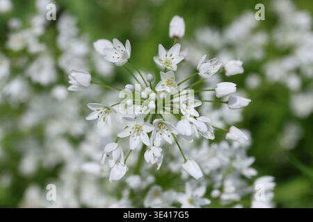 Fleurs blanches d'Allium neapolitanum Cirillo (ail napolitain) au printemps Banque D'Images