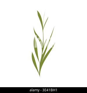 Une seule tige de plante verte avec de longues feuilles étroites se tient verticalement sur un fond blanc pur. Le graphique botanique stylisé montre le feuillage frais poussant vers le haut dans un design simple. Illustration de Vecteur