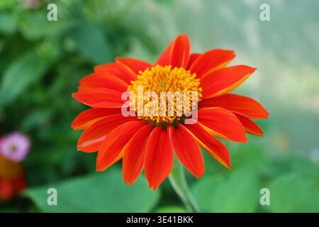 Gros plan d'un tournesol mexicain fleuri accrocheur (Tithonia diversifolia) Banque D'Images