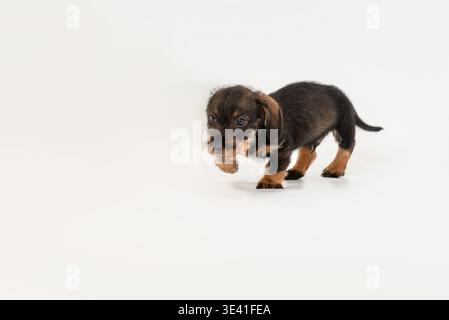 Teckel chiot marchant sur un fond blanc dans un studio. Concentrez-vous sur le visage de l'animal. Banque D'Images